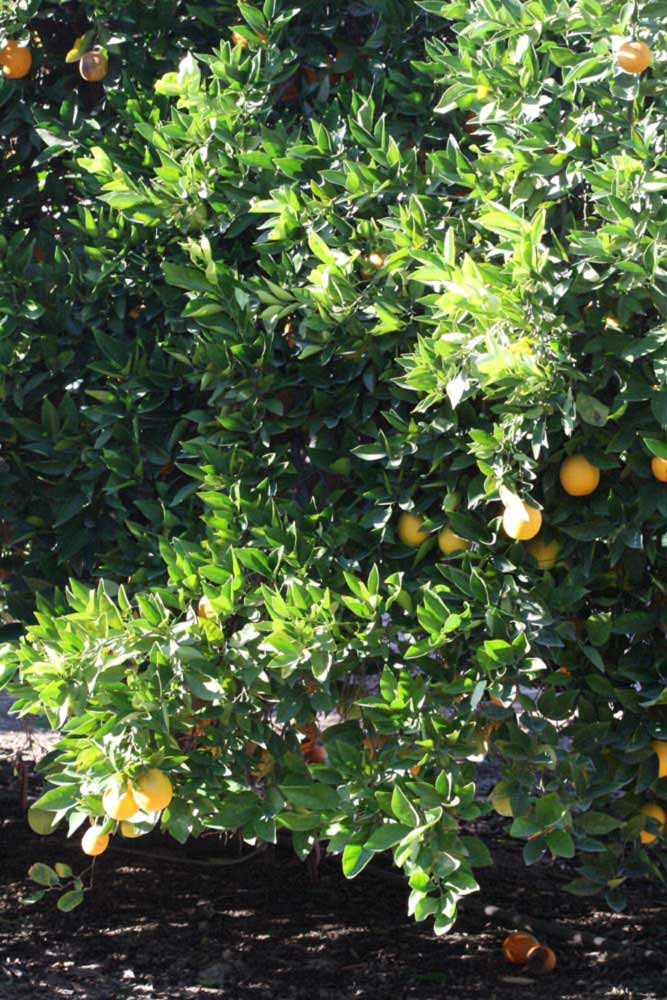            Habit (Riverside, CA)   